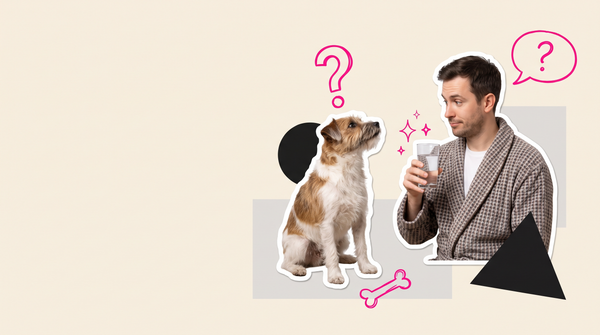 Collage of a scruffy terrier looking up at a man in a dressing gown holding a glass of water